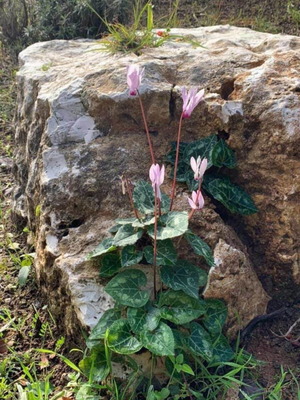 Семена на Cyclamen persicum с автентичен аромат, нови