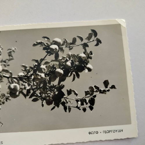 Zagora Apples Renethes Postcard used, photo by Georgoudis
