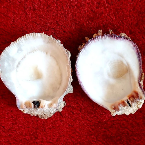 Spondylus Gaederopus Seashell used, Mediterranean bivalve
