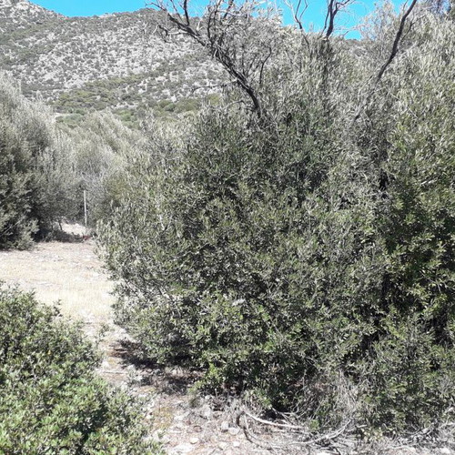 Land in Aliki, Boeotia
