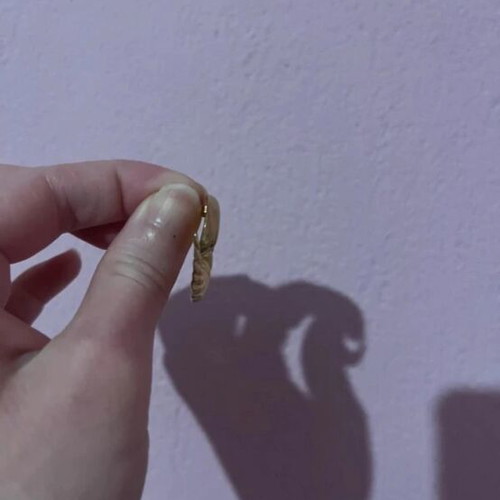 Gold earrings in snake, crescent, and spiral shapes like new