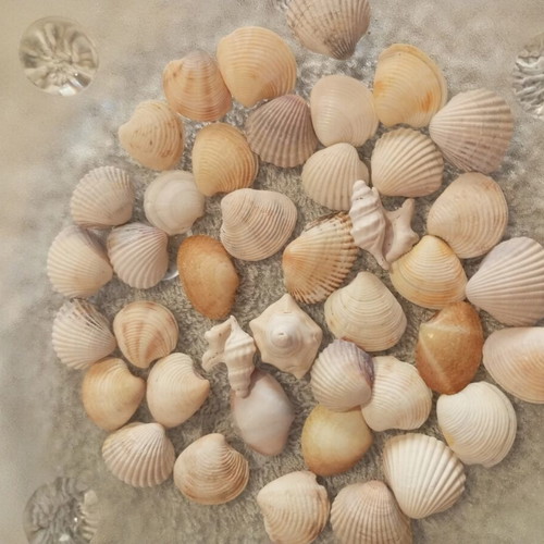 Bottle 0.5L filled with seashells for crafts