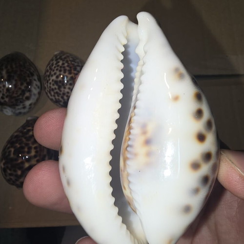 Tiger Cowrie Shells set of 5 like new