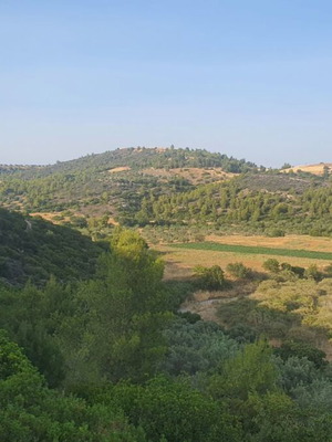 Αγροτεμάχιο 19.726 τ.μ στο Συκάμινο Ωρωπού