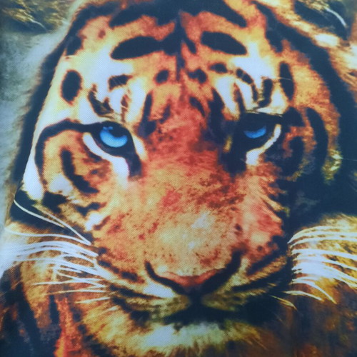Mesh & Co Graphic T-Shirt Tiger XXL
