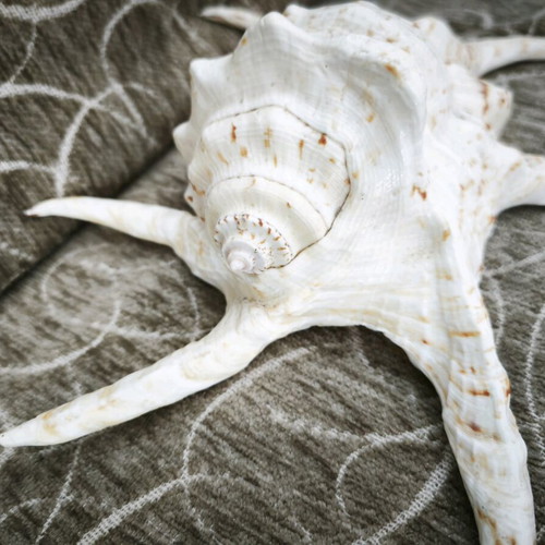 Large Lambis spider shell like new, 24 centimeters