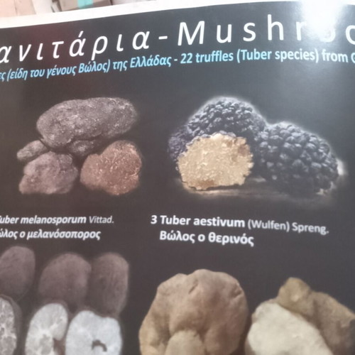 Poster of Greek mushroom and truffle species