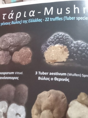 Poster of Greek mushroom and truffle species