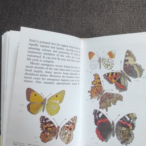 Insects by E.F. Linssen Penguin Observers pocket size like new
