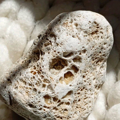 Fossilized coral used
