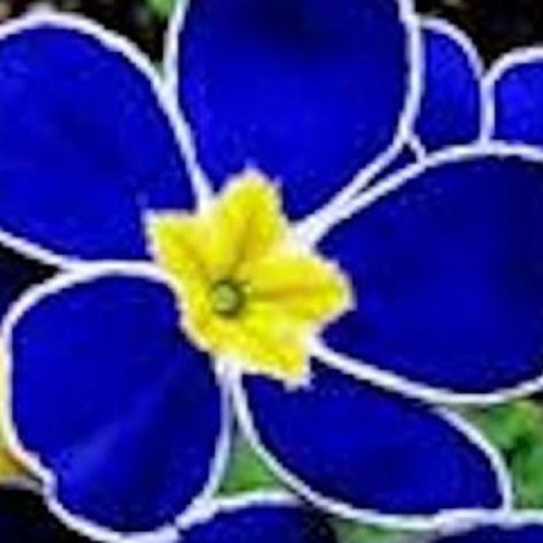 Oenothera Biennis blue nightflower seeds, pack of 25