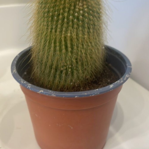 Cleistocactus cactus 10cm height new