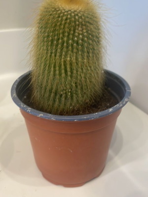 Κάκτος Cleistocactus 10εκ ύψος καινούργιο