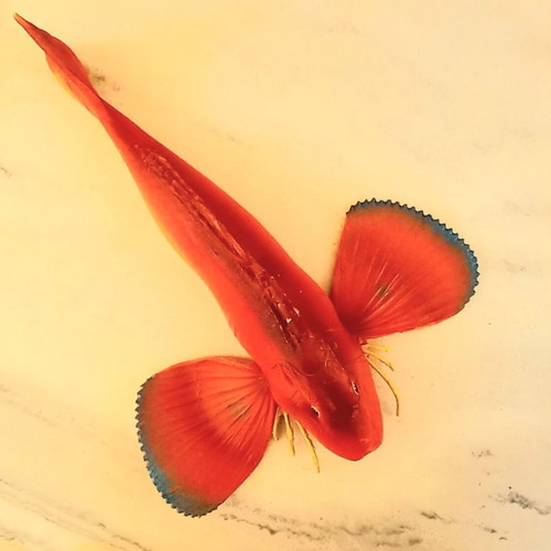 Decorative fish (Kaponi) table ornament 1980s