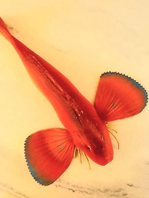 Decorative fish (Kaponi) table ornament 1980s