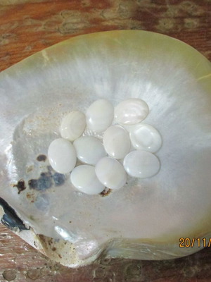 Mother of pearl M.O.R cabochons and shell pack new