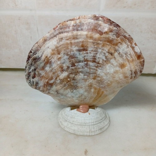 Handmade shell decoration like new
