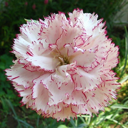 Beninga carnation plant seeds, pack of 10