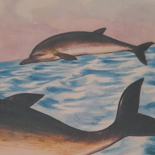 Animal posters used, set of 3, elementary zoology 1960-1975