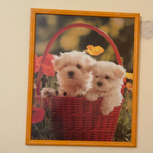Picture frame set with image like new