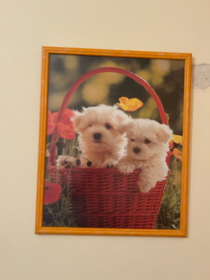 Picture frame set with image like new