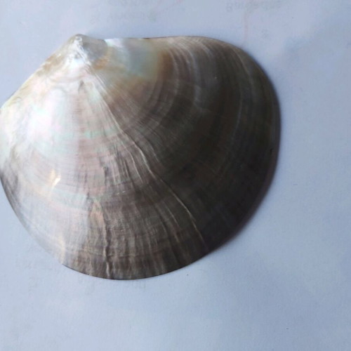 Silver zodiac shell like new (1000 silver)