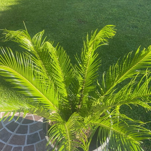 Cycas from 40-year-old healthy plant