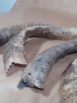 Goat and Ram Horns used, pack