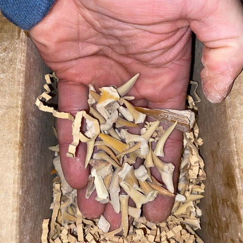 Fossilized shark teeth new, about 100 pieces from Morocco