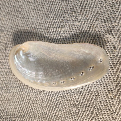 Sea ear shell like new, 9 cm length