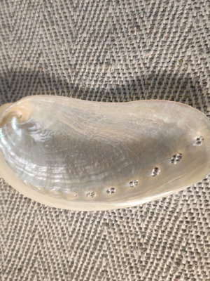 Sea ear shell like new, 9 cm length