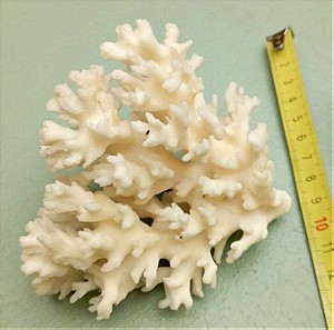Παλαιο δεκ. 1960 υπόλευκο κοράλλι διακοσμητικό. 3 τεμαχια