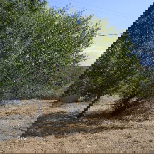 Αγροτεμάχιο 700 τ.μ. στις Νέες Παγάσες Βόλου με γεώτρηση και αποθήκη