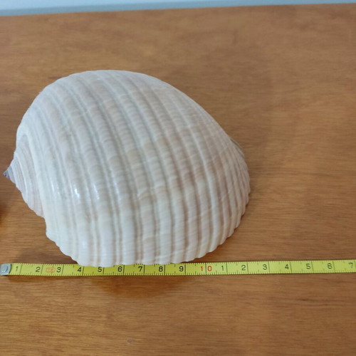Natural shells like new, pack of 4 large