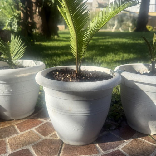 Cycas newborn plant in excellent condition