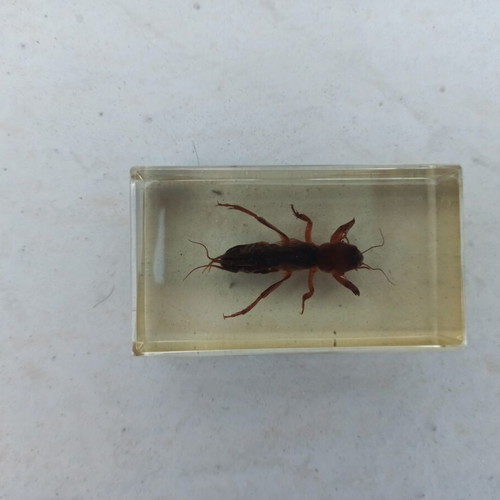 Tropical Onion Borer Insect from Deagostini True Insects Series like new