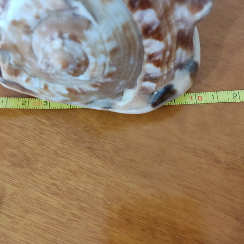 Large helmet shells like new for decoration and collections