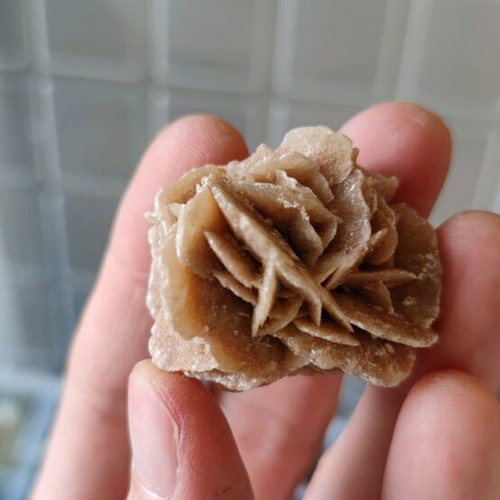 Desert Rose new