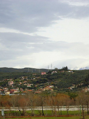 Parcel with olive trees 25 stremmata, about 250 olive trees
