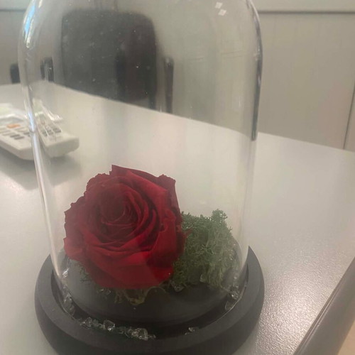 Forever red rose, 16 cm height