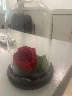 Forever red rose, 16 cm height