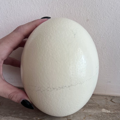 Authentic ostrich egg shell, natural decorative item