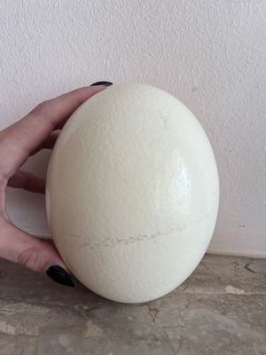 Authentic ostrich egg shell, natural decorative item