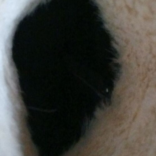 Castor boots used with ester lining and fur