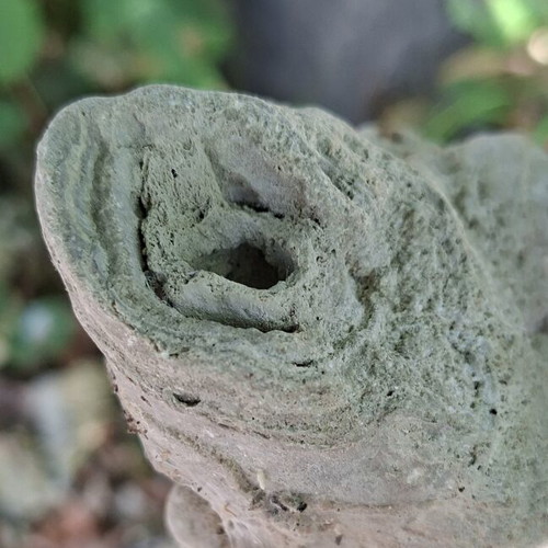 Travertine plant fossil from Evros source