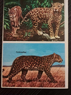 Σινεάκ #21 μεταχειρισμένο