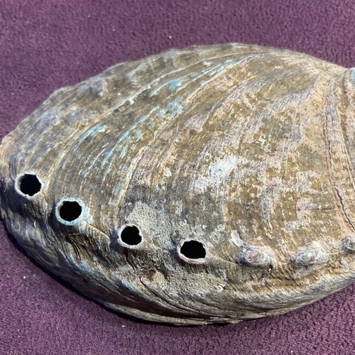 Large abalone shell with snail new