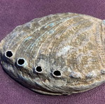 Large abalone shell with snail new