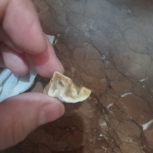 Fossil used animal tooth natural bone collectible