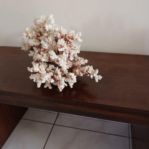 Vintage large natural white coral decor